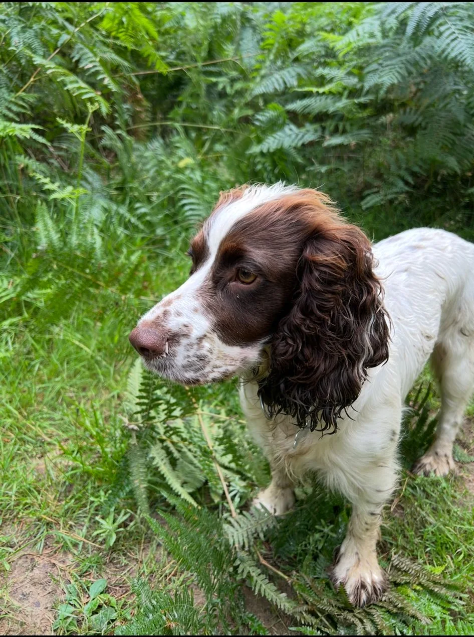 Spaniel standing among green ferns