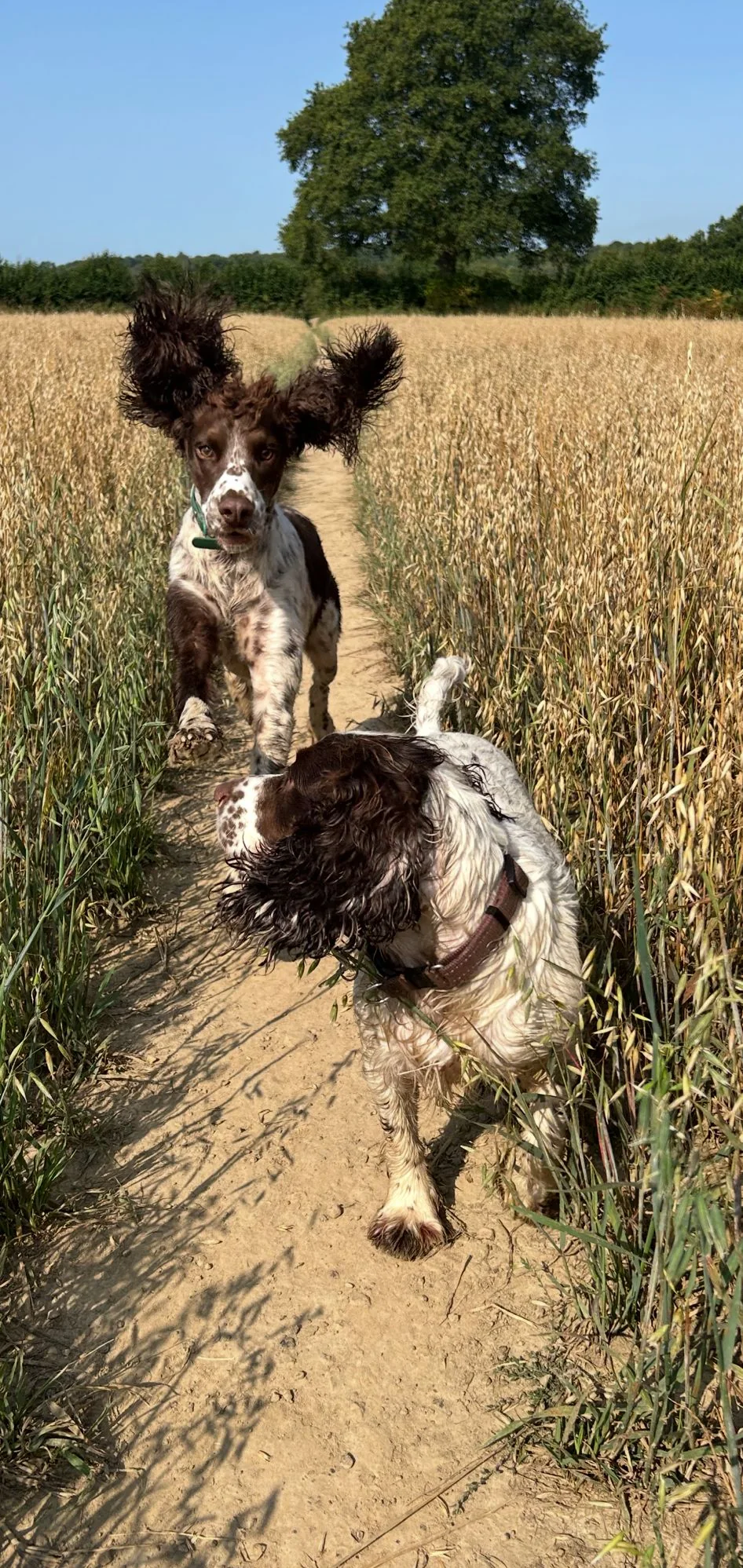 Two dogs on a field path